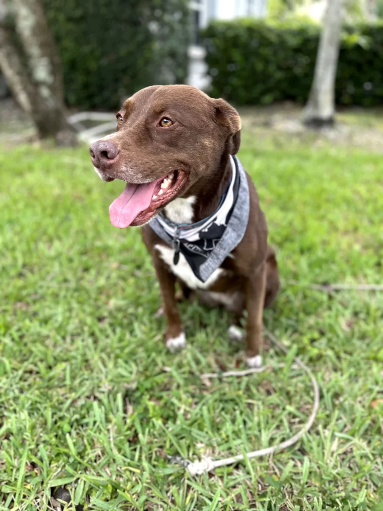 Rescue Dog Fort Lauderdale